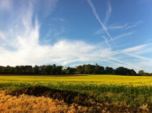 Grez-Doiceau fields