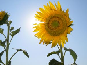 Sunflower