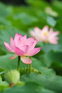 Lotus Sutra Summer lotus